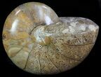 Polished Nautilus Fossil - Madagascar #67918-1